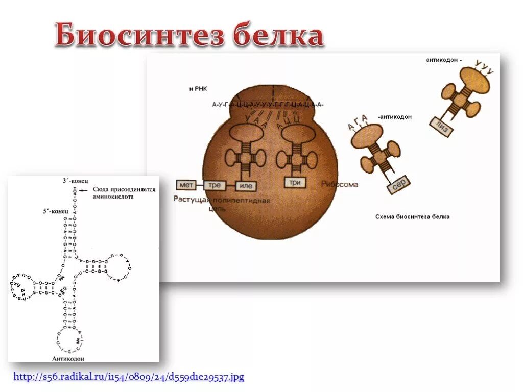 Схема биосинтеза белка. Схема синтеза белка в рибосоме 9 класс. Биосинтез белка на рибосоме. Синтез РНК И белков объект. Схема биосинтеза белка на рибосоме.