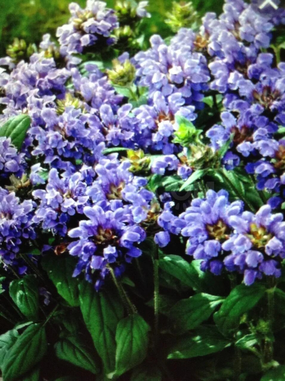 Прунелла фото и описание. Черноголовкой крупноцветковой "prunella grandiflora". Черноголовка грандифлора. Прунелла черноголовка многолетник. Черноголовка (прунелла) крупноцветковая.