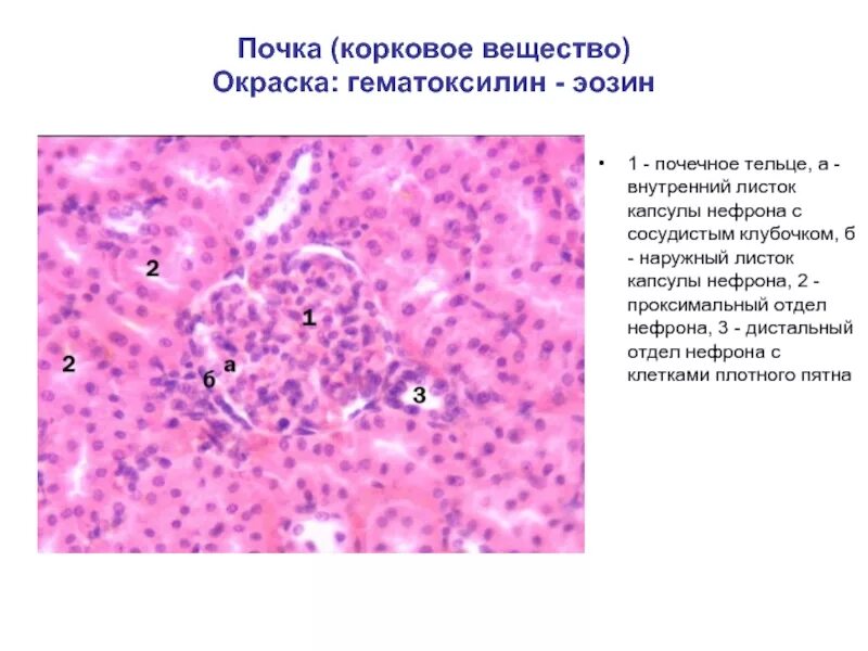 Гранула гистология. Почка окраска гематоксилин-эозином. почка гематоксилин эозин. эпителий канальцев почки гистология. корковое вещество почки гистология.