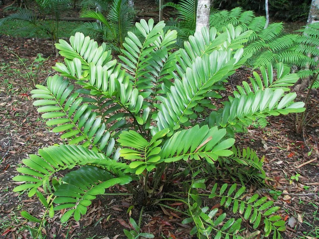 Huge plants. Замия фурфурацея. Папоротники Замия. Замия цветок. Замия Флоридская.