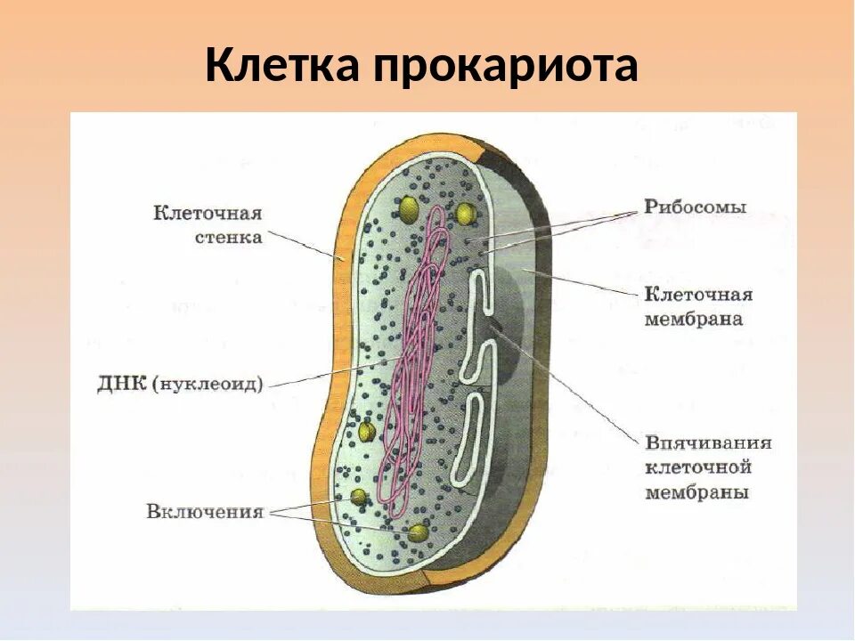 Прокариоты рисунок