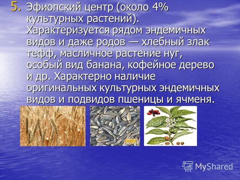 сорго центр происхождения. кофейное дерево центр происхождения. Coffea arabica плантации. кофейное дерево центр происхождения. кофейное дерево центр происхождения.