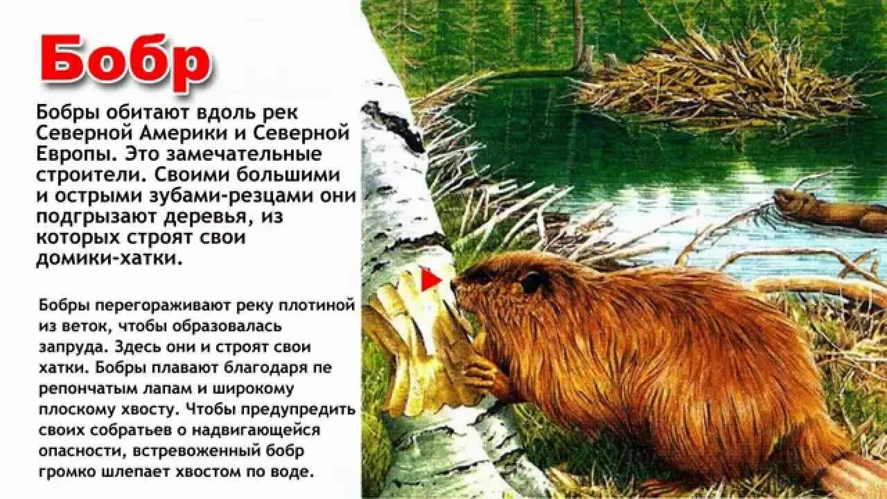 Как переводится бобр. Бобр энциклопедия для детей. бобры энциклопедия для детей. рассказ про бобра. бобры информация для детей.