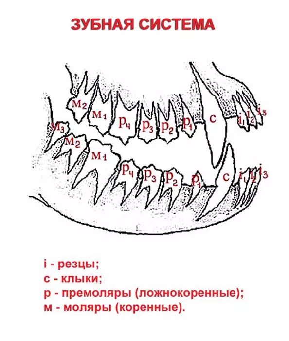 Как называются зубы у собак. Строение зубной системы у собак. зубная формула щенка. строение зуба собаки.