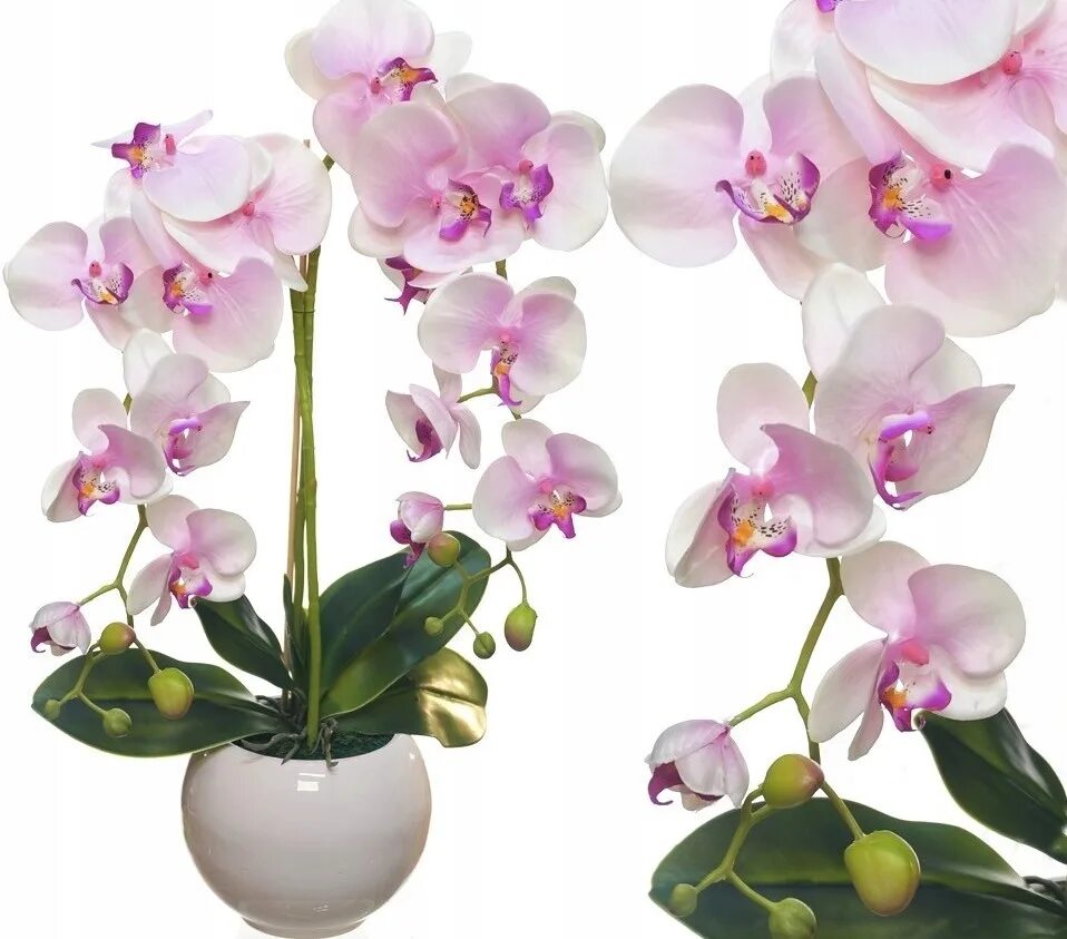 Купить орхидею в сочи. Фаленопсис Озон. Фаленопсис Ирис. Орхидея Rubion. Орхидея j1533.