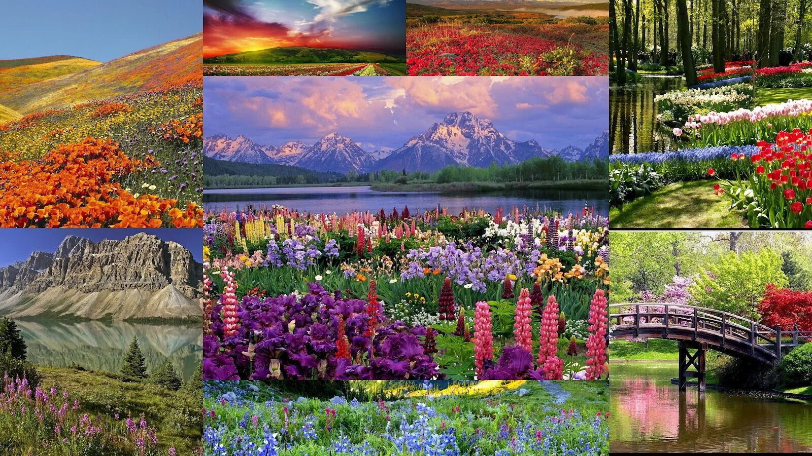 Красота и разнообразие природы. Коллаж природа. красивая природа коллаж. коллаж из пейзажей. коллаж красота природы.