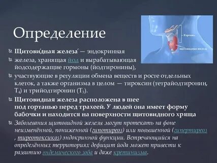 Эндокринная система йод фолликул тироксин секреторная клетка