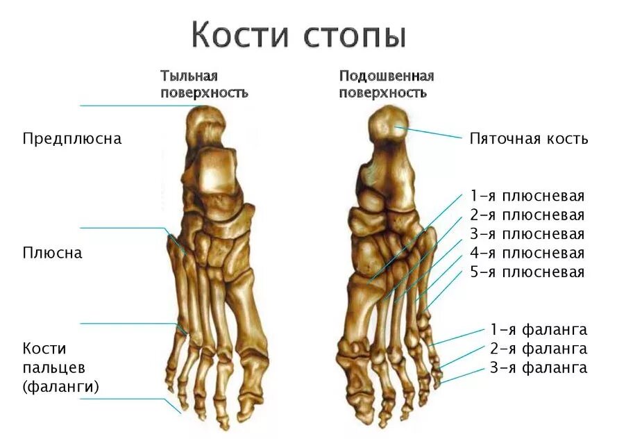 Виды хрящей скелета