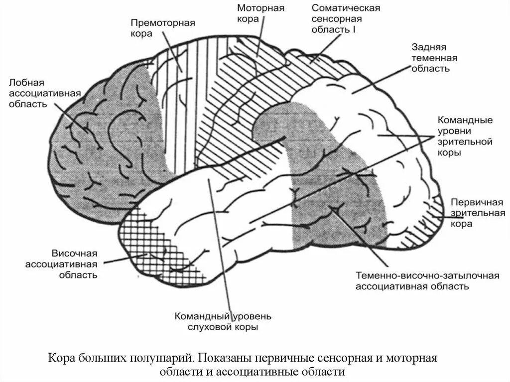 Премоторная область коры больших полушарий. Первичные проекционные зоны сенсорной коры. Премоторная зона коры головного мозга функции.