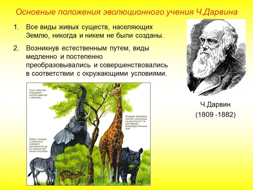 Эволюция по теории Дарвина биология. Становление эволюционной теории Чарльза Дарвина.