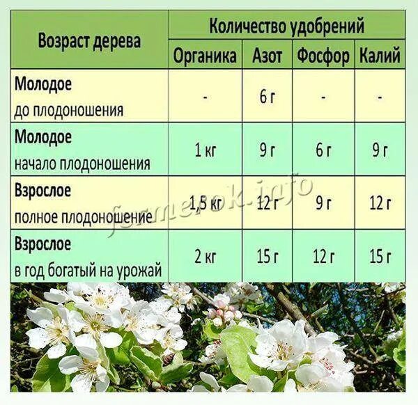 Весеннее удобрение для плодовых деревьев и кустов. Схема подкормок яблонь. схема подкормки плодовых деревьев. схема подкормки яблонь и груш. таблица весенней подкормки плодовых деревьев.