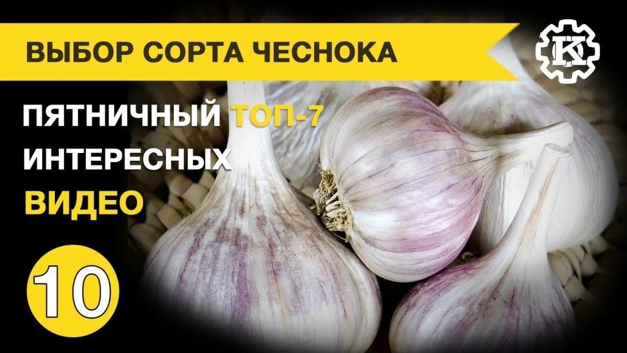 Чеснок шадейка описание сорта отзывы. Чеснок озимый юбилейный грибовский. чеснок озимый шадейка. чеснок сорт шадейка. чеснок шадейка описание сорта.