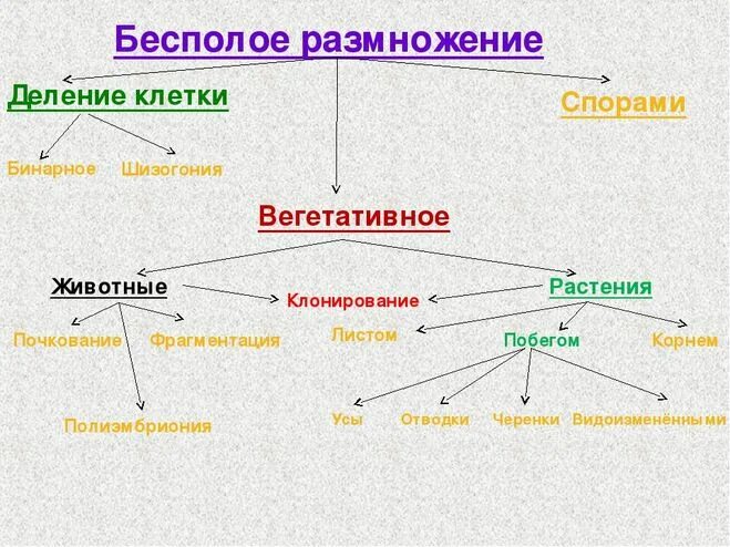 Все живые размножаются. Схема бесполого размножения деление. Бесполое размножение 9 класс биология. Схема бесплодного размножения растений. Бесполое размножение растений 6 класс биология.