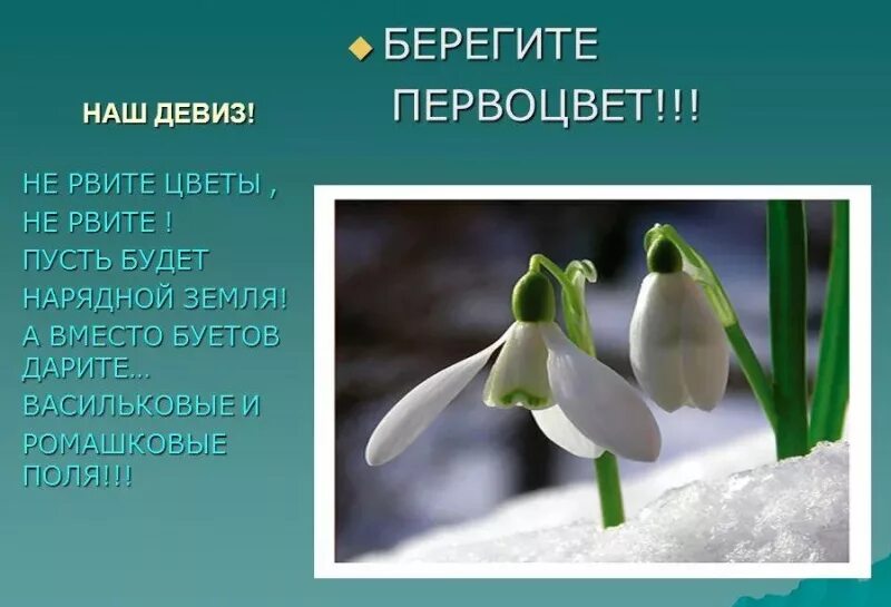 Берегите первоцветы. Девиз подснежники. Подснежник для детей. Слоган про первоцветы.