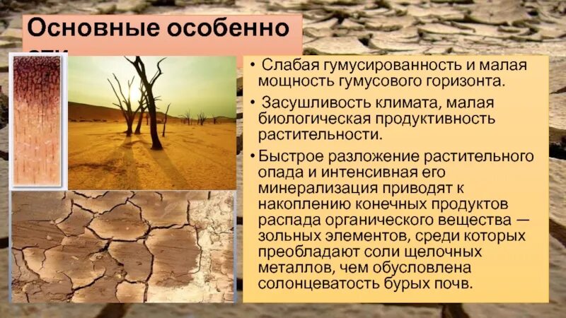 Последовательность увеличения биологической продуктивности природных зон. Бурые полупустынные почвы мощность гумусового горизонта. Минерализация гумусового горизонта. Засушливость климата. Мощность гумусового горизонта бурых почв.