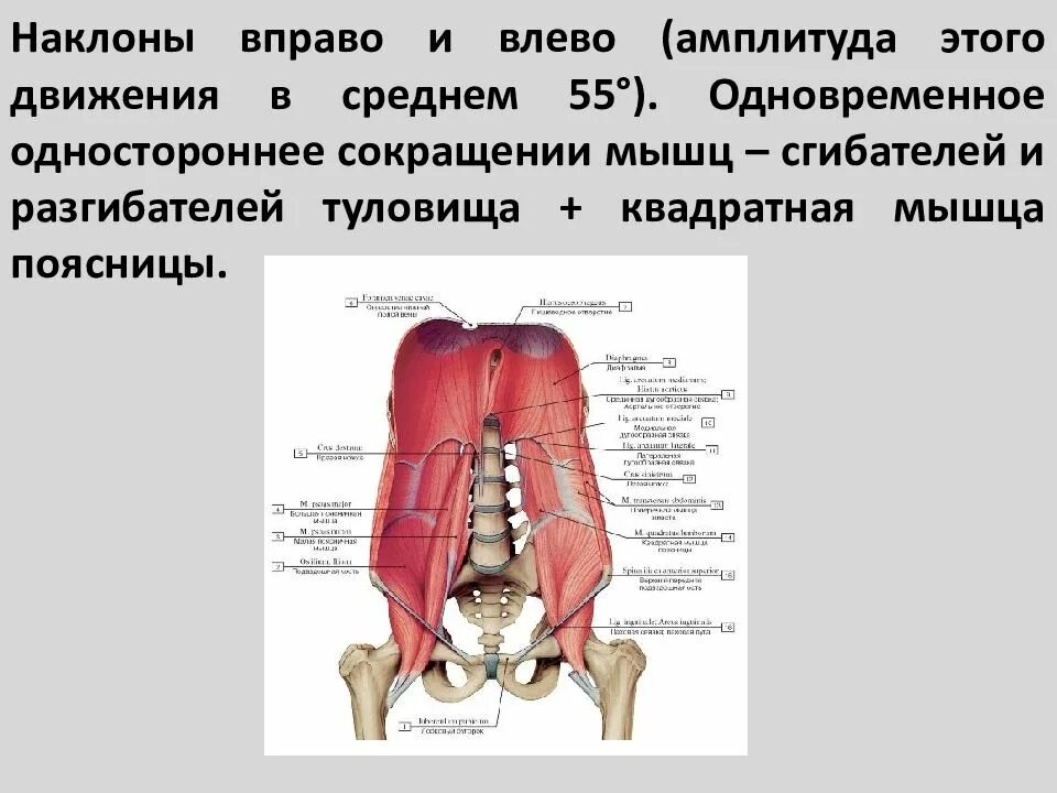 Мышцы разгибатели туловища. Мышцы сгибатели и разгибатели туловища. квадратная мышца живота функции. сокращенные мышцы поясницы. мышцы сгибатели и разгибатели спины.