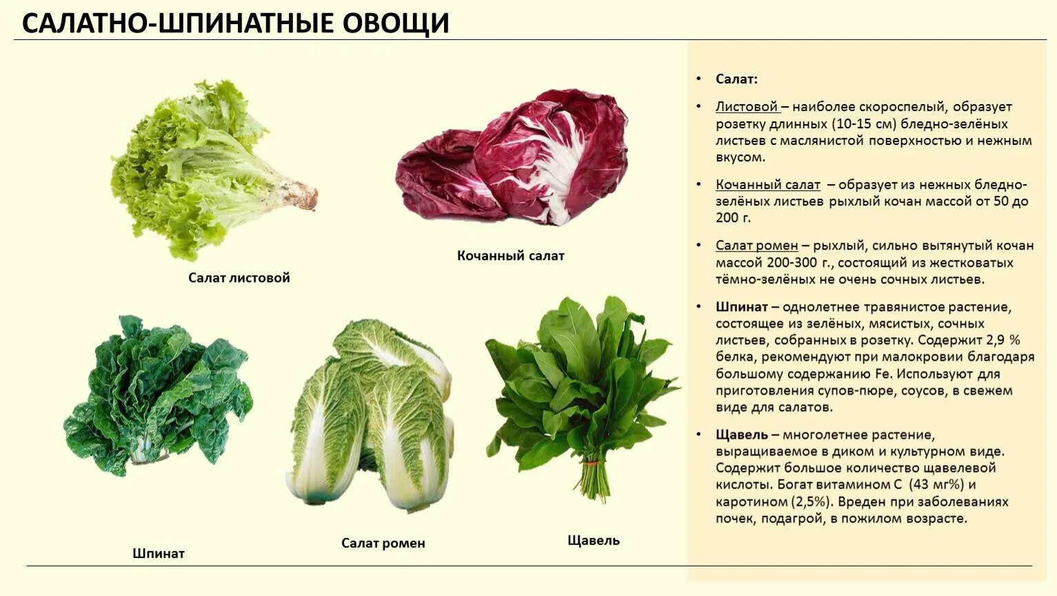 Чем полезны листья салата для человека. Салатно шпинатные овощи список. разновидности салата листового. листья салата. виды салатов листовых.