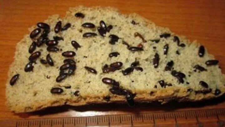 Жуки в грецких орехах фото Козинаки кулинарный рецепт