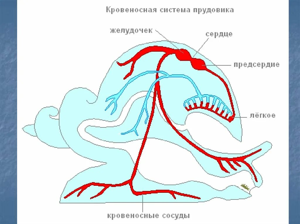 Кровеносная система малого прудовика. Схема кровеносной системы брюхоногих моллюсков. Дыхательная система брюхоногих моллюсков схема. Строение кровеносной системы прудовика. Моллюски имеют сердце