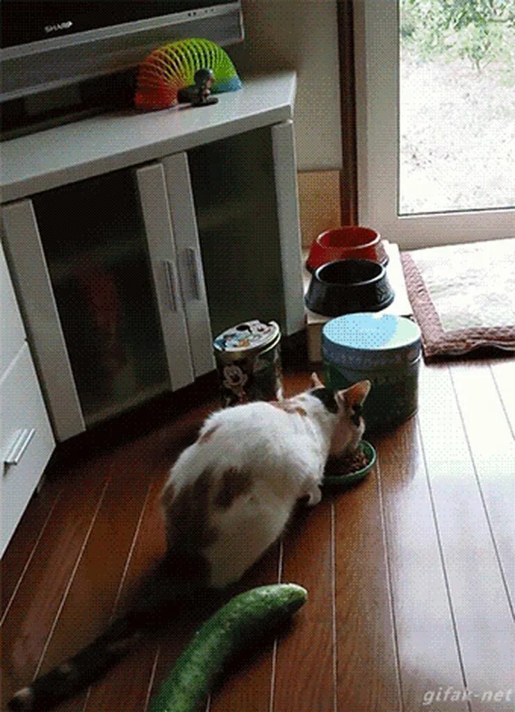Кошка взорвалась
