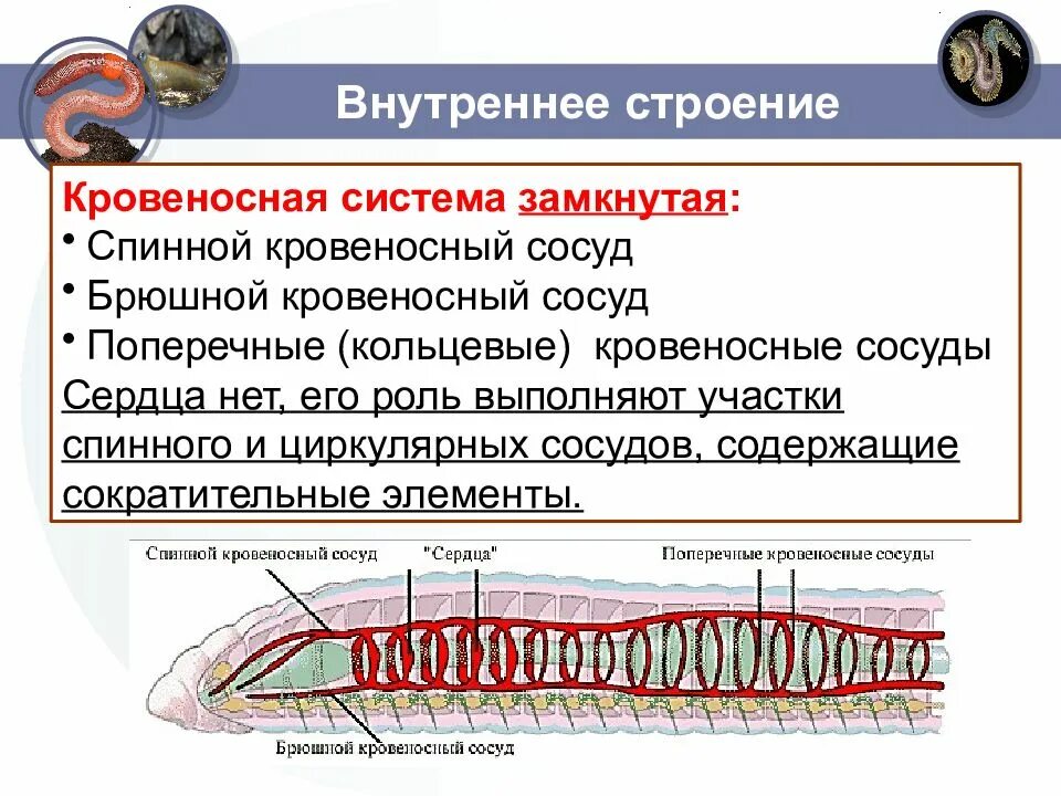 Кровообращение червей. Кровеносная система система кольчатых червей. Кровеносная система кольчатых червей 7 класс биология. Кровеносная система дождевых червей. Кольчатый червь строение кровеносной системы.