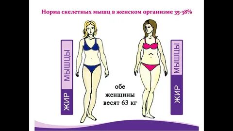 Мышц норма