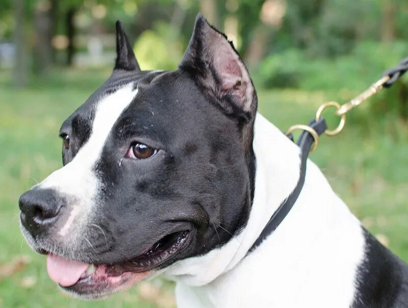 Американский стаффордширский терьер породы собак. Стафф форма. Амстафф. Стаффордширский терьер черный некупированный. Питбуль уши купированные.