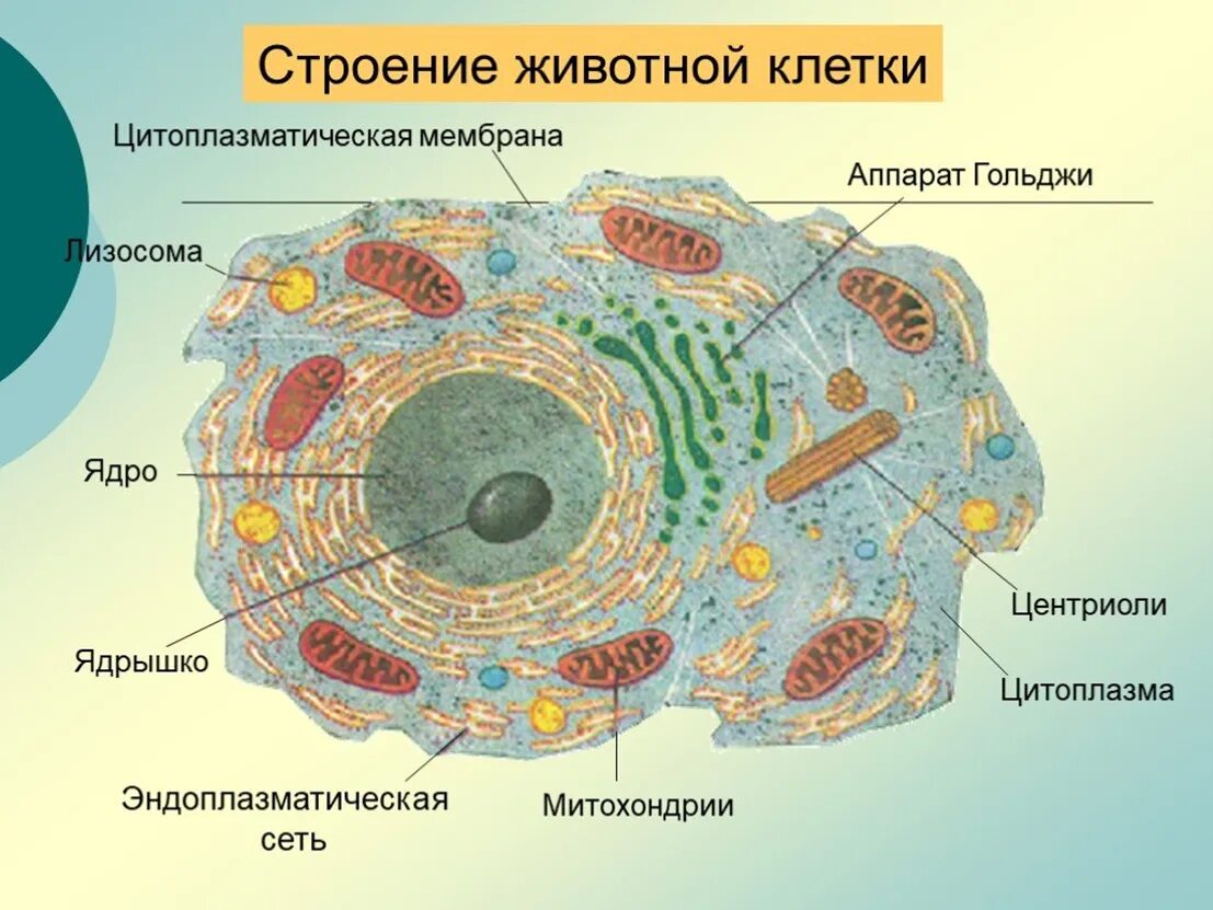 Схема клетка живая. Строение животной клетки со всеми органоидами. Строение животной клетки строение органоидов. Схема строения животной клетки клеточный центр. Схематическое строение животной клетки.