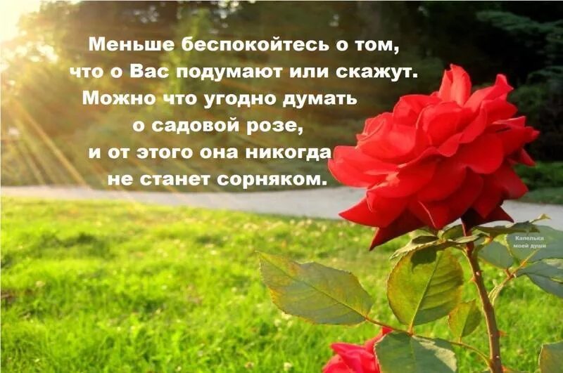 Сказанной или сказаной. Мудрец сад розы. День крайностей. Статус про розы в саду. День крайностей картинки.