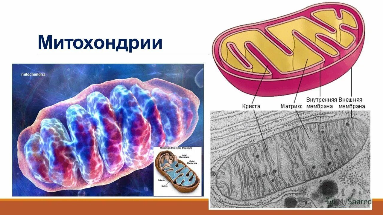 Внешняя и внутренняя мембрана митохондрий. Митохондрии это в биологии. Рисунок митохондрии клетки. Строение митохондрии микроскоп. Митохондрия аэробный