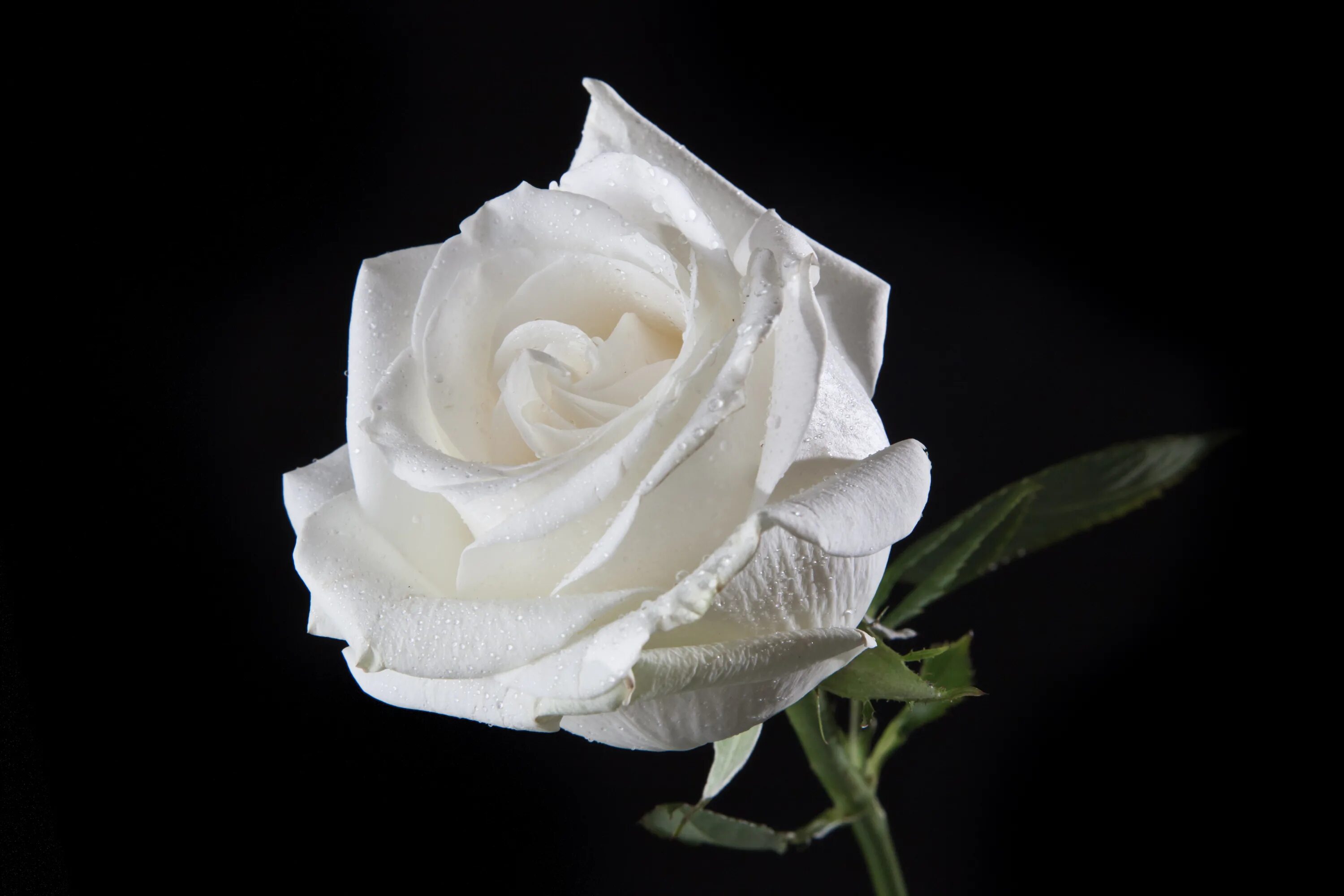Белые розы смысл. Белые розы фото.