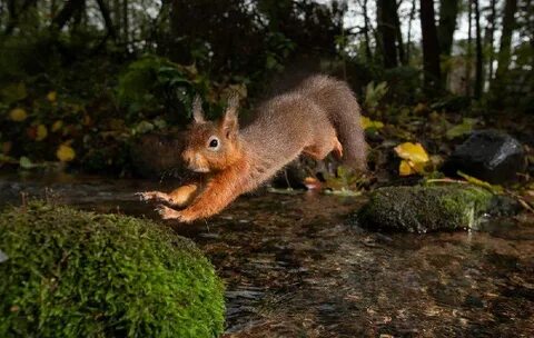 British wildlife photography awards 2024
