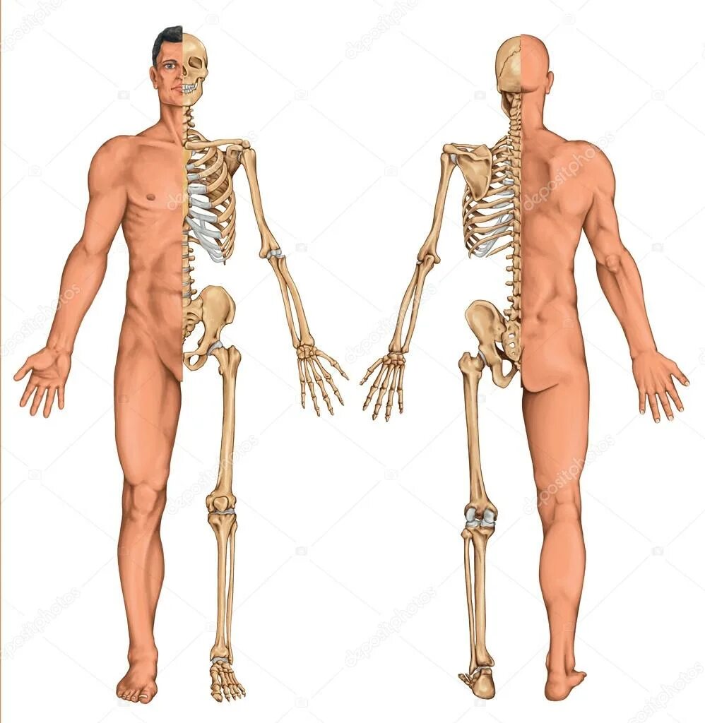 самые крепкие кости у человека. костя человека. кость представляет собой. органы и кости. кость.