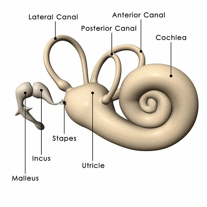 Улитка анатомия внутреннее ухо. Улитка внутреннего уха. Костная улитка. Улитка в ухе рисунок. 3 отдела улитки