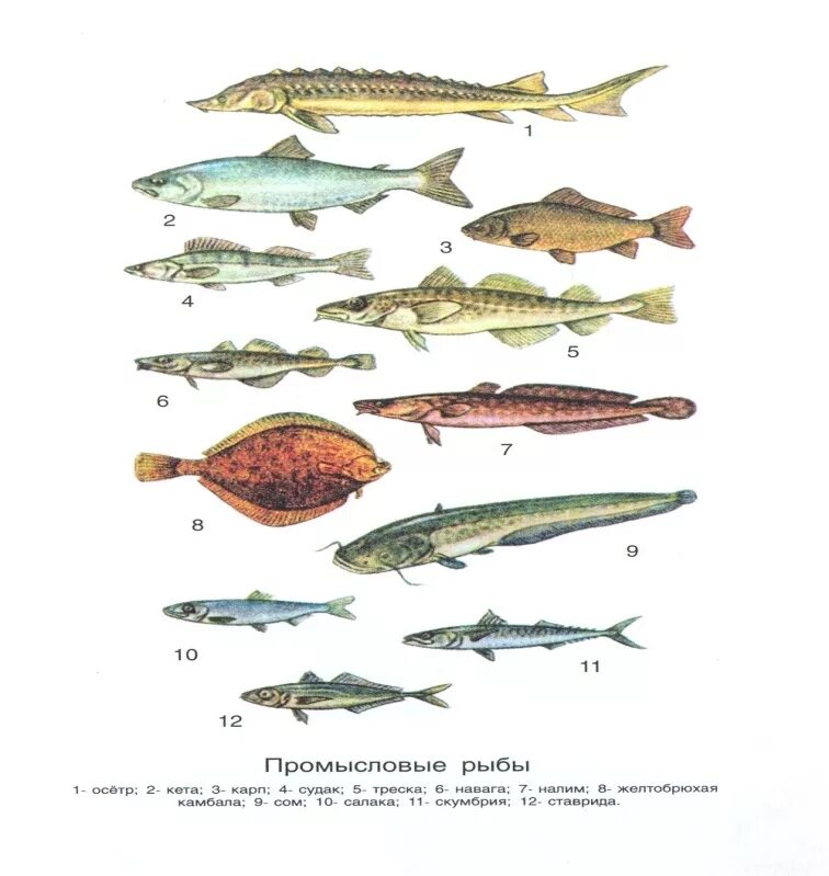 Промысловые группы рыб. Промысловые рыбы Средиземного моря. Семейств важнейших промысловых рыб. Семейства промысловых рыб таблица. Основные семейства промысловых рыб Товароведение.