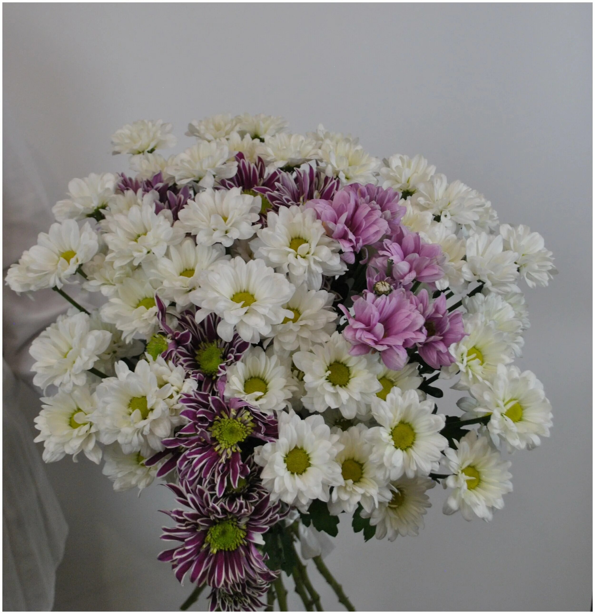 13 хризантем. Микс хризантем 13 шт. 13 белых кустовых хризантем. Хризантема 13. Хризантема 13.