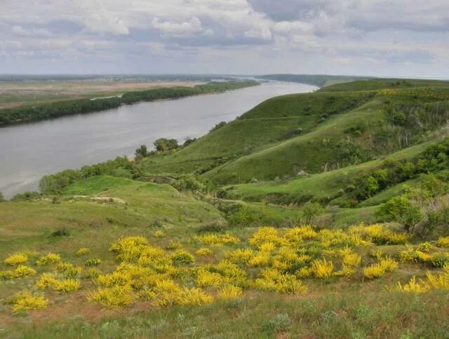 Цветы калач на дону. Излучина дона калач на дону. калач на дону пески. растение растут в калаче на дону.