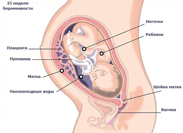35 неделя какой. Органы беременной женщины. Строение органов беременной. Строение беременной матки.