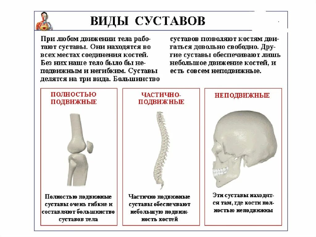 Движение костей в суставах