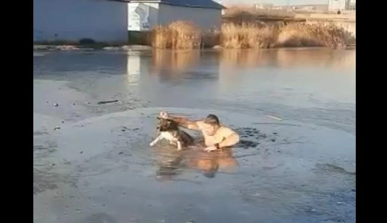 Парень спас собаку из ледяной воды. Собака провалилась под лед. Потоп мужик спасает собаку.