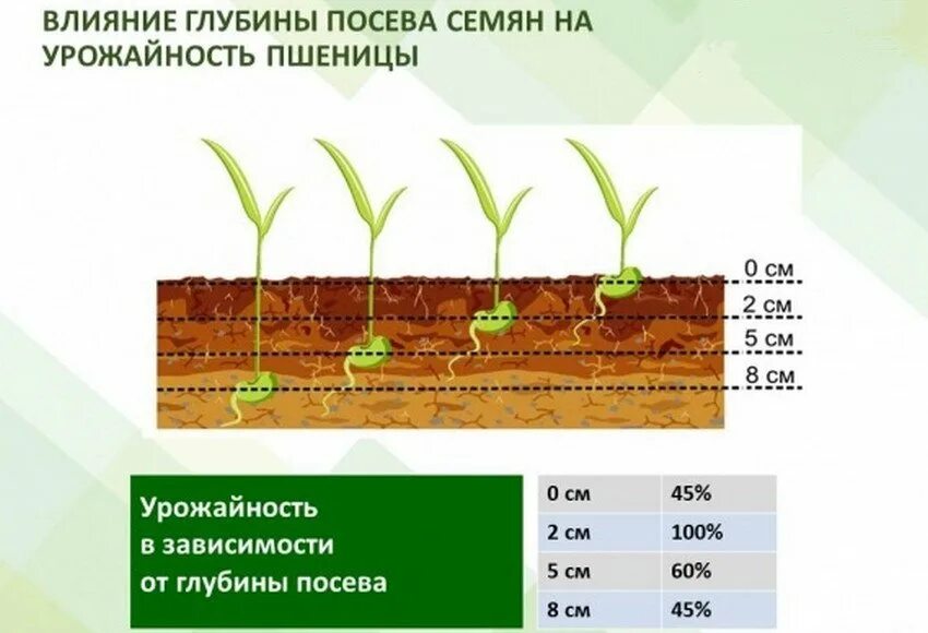 В какую почву семена заделывают глубже. Глубина высева озимой пшеницы. Глубина заделки семян Яровой пшеницы. Посев зерновых глубина заделки семян. Глубина заделки Яровой пшеницы.