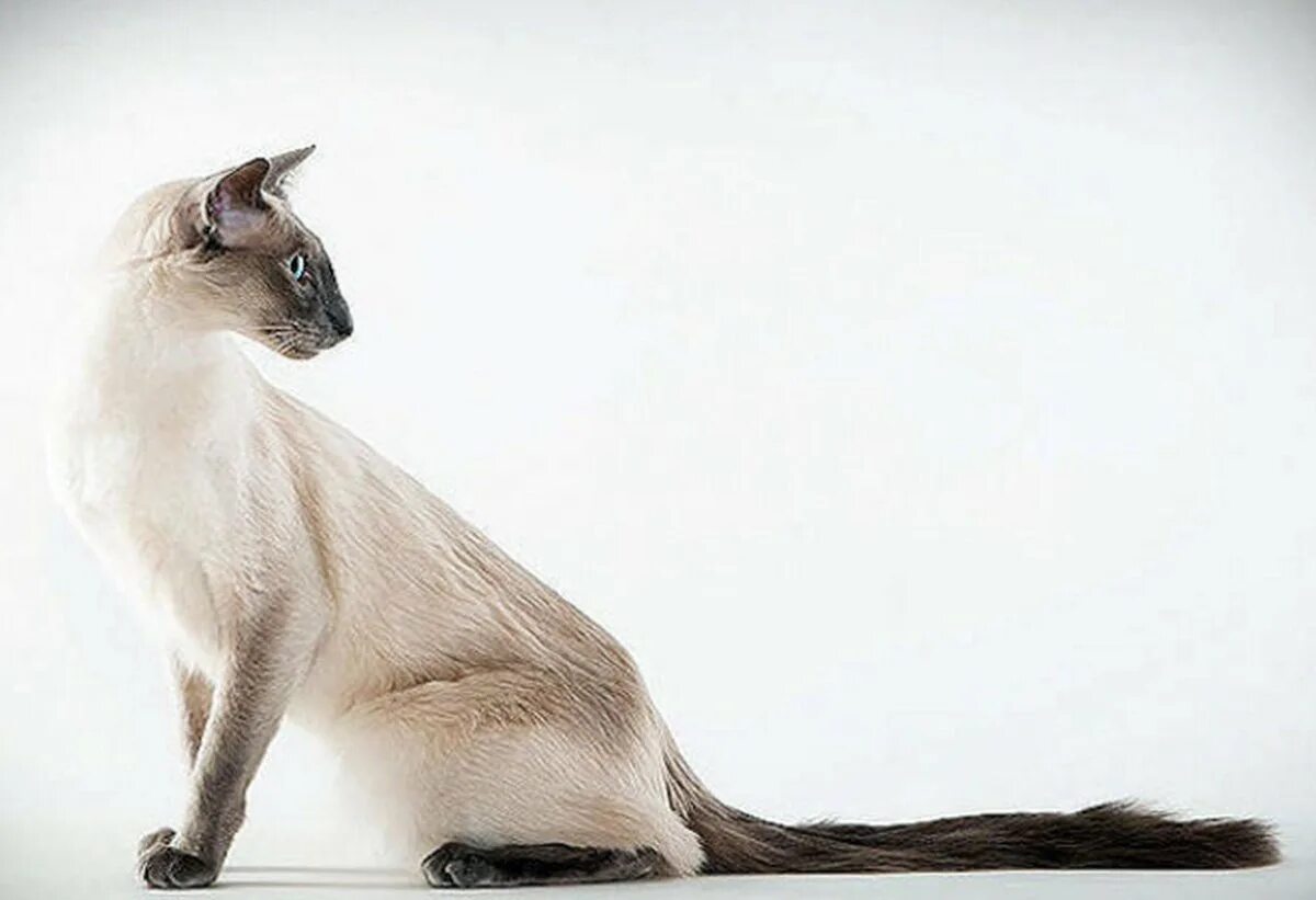 Хвост сиамской кошки. Балинезийская кошка. Порода кошек Балинез. Балинезийская балийская кошка. Ориентальная Балинезийская кошка.