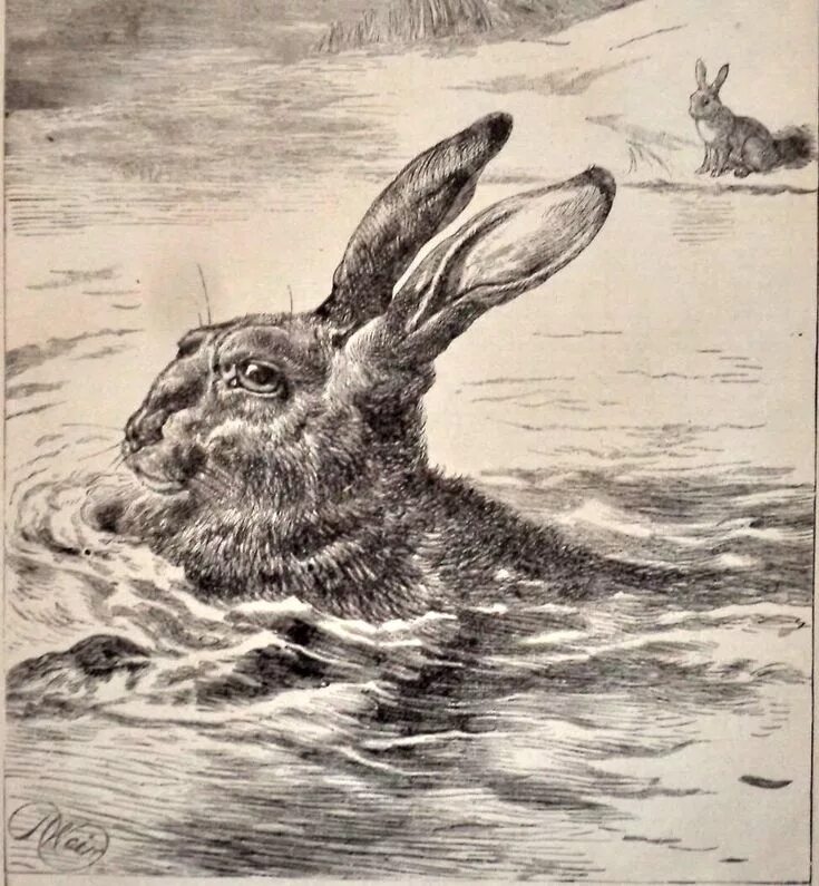 Заяц плавает. Зайчик плавает. Заяц плывет. Сова плавает. Крыса плавает.