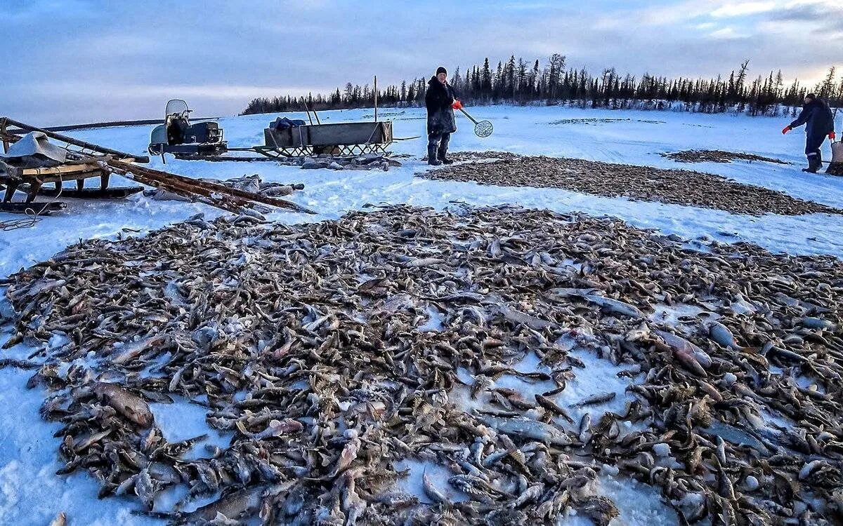 Промысел среда. Ненцы рыболовство. Ямал рыболовный промысел. Ямало-Ненецкий автономный округ рыбалка. Ямал ненцы охота рыбалка.