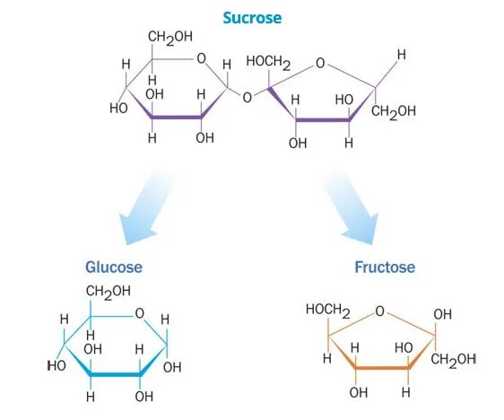 Sucrose hydrolysis. Sucrose glucose. Sucrose glucose and Fructose. Геншин sucrose. Банан фруктоза