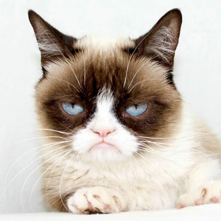 Угрюмый кот. Угрюмый кот тард. grumpy cat соус тартар. сиамский грампи. грэмми кэт.