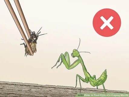 Кто победил богомол