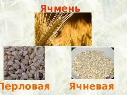 Из какого зерна изготавливается. Из какого зерна изготавливается