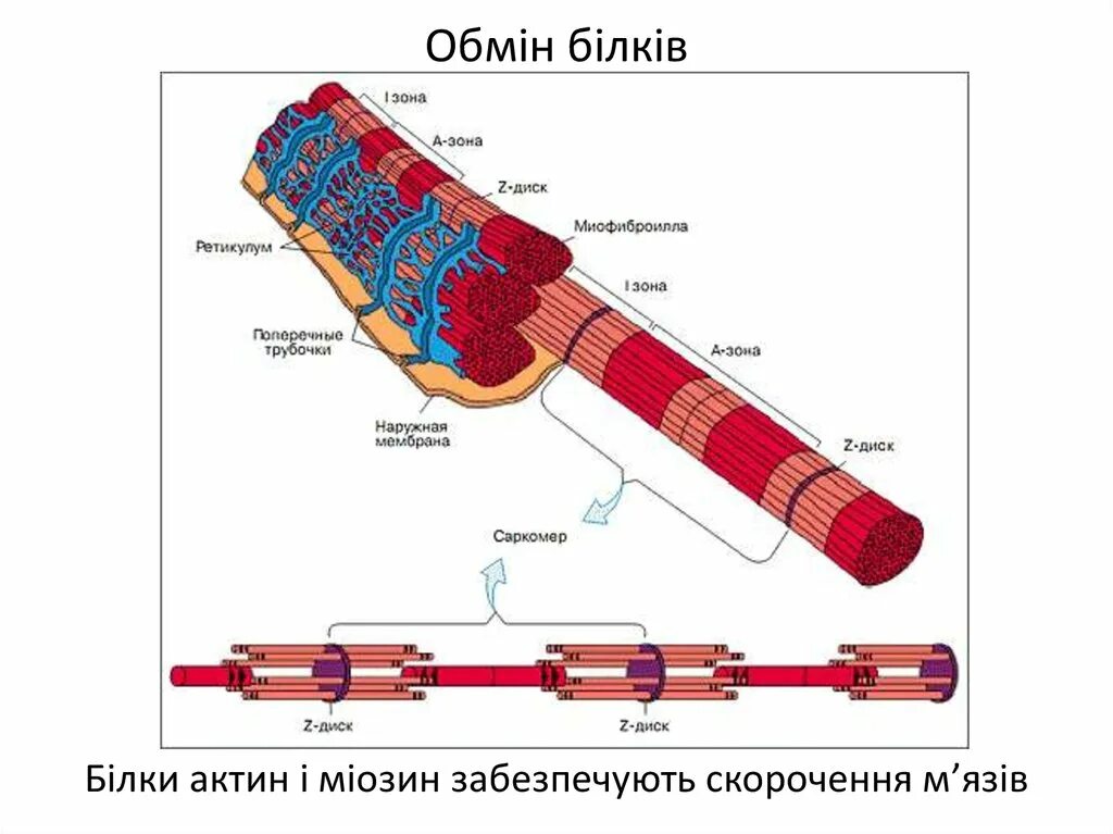 Миофибриллы состоят из. Мышечное волокно миофибриллы саркомер. Схема саркомера миофибриллы мышечного волокна. Скелетная мышечная ткань саркомер. Строение мышечной ткани саркомер.