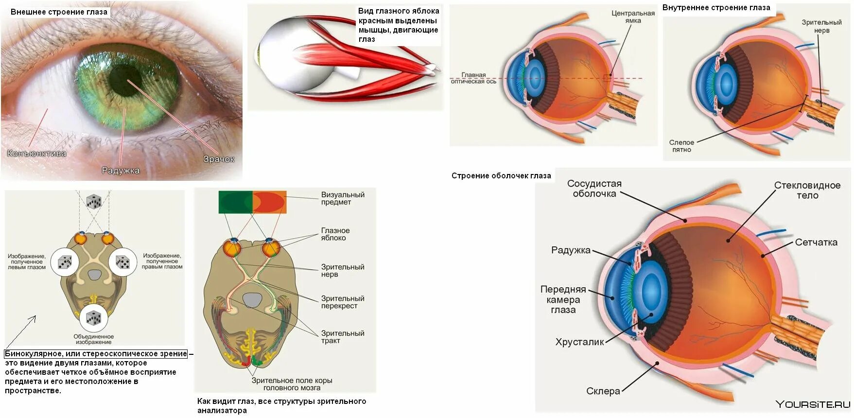 Восприятие глаза человека. Строение глаза сбоку. Строение глаза спереди. Структура глазного яблока схема. Строение органа зрения человека анатомия.